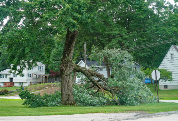 Best Tree Care Services  in Kaneohe, HI